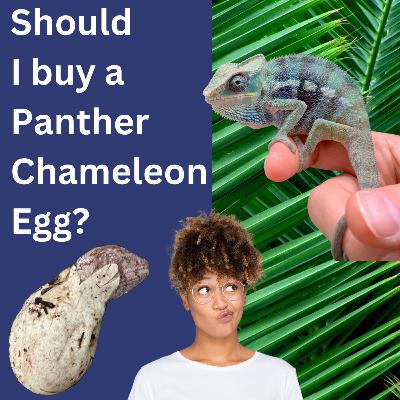 Should I Buy a Panther Chameleon Egg? Should I Buy a Panther Chameleon Egg?