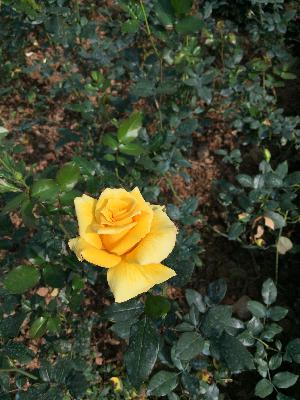 2017-01-09去斯里兰卡观鲸，都吐了