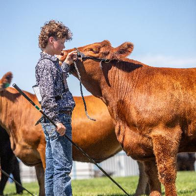 Gelbvieh - Benefiting North American Herd Regrowth & Beef on Dairy