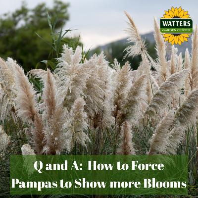 🌾 Q and A: How to Force Pampas to Show more Blooms