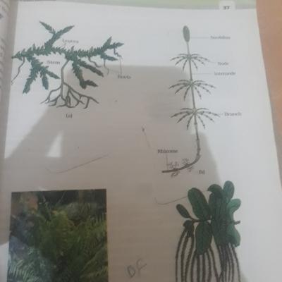 ch-3 plant kingdom of class 11th by priyanka tandon(annex future academy) ch-3 plant kingdom of class 11th by priyanka tandon(annex future academy)