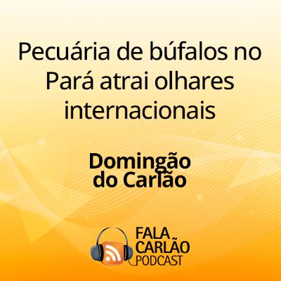 Pecuária de búfalos no Pará atrai olhares internacionais | Domingão do Carlão Pecuária de búfalos no Pará atrai olhares internacionais | Domingão do Carlão