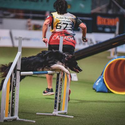 Episode 8 - Part 1 The Agility World Championships with Linda Saab