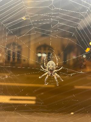 PHS252 Spinne