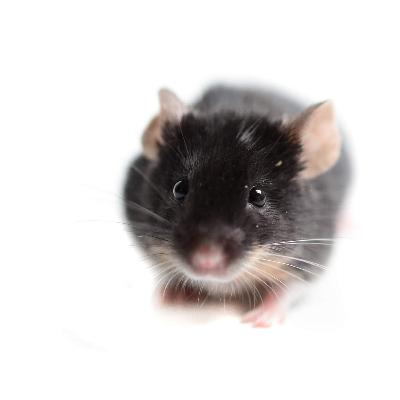 La Souris