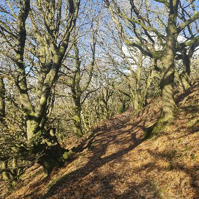 Sound Escape 255. A walk through a winter woodland, footsteps hushed by fallen leaves Sound Escape 255. A walk through a winter woodland, footsteps hushed by fallen leaves