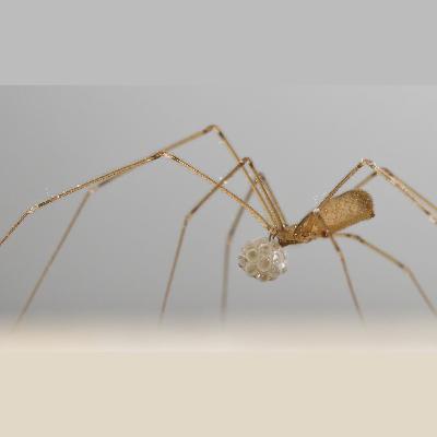Cellar Spiders: Leggy Pest Control in Your Home or Mine