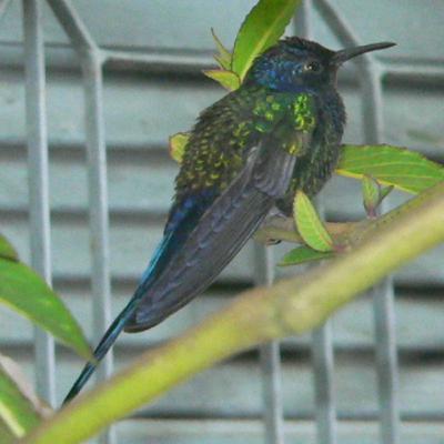 190 Sooretama, Brazil - Search for Red-billed Currassow 190 Sooretama, Brazil - Search for Red-billed Currassow