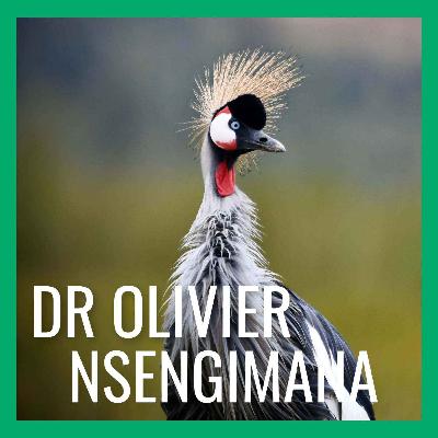 Grey Crowned Cranes Make a Comeback in Rwanda