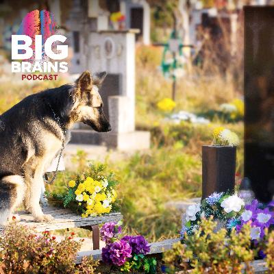 Do Animals Understand Death?, with Susana Monsó