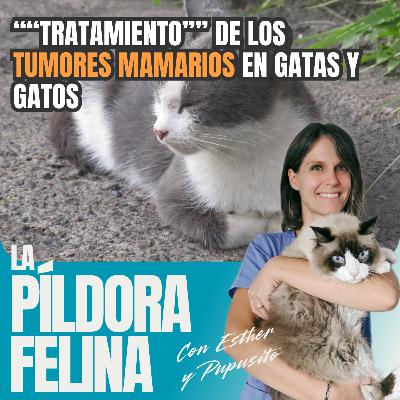 606. ““Tratamiento”” de los TUMORES MAMARIOS en gatas y gatos