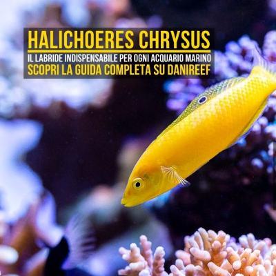Halichoeres chrysus: il labride indispensabile per ogni acquario marino contro planarie, vermi piatti e piccoli parassiti Halichoeres chrysus: il labride indispensabile per ogni acquario marino contro planarie, vermi piatti e piccoli parassiti