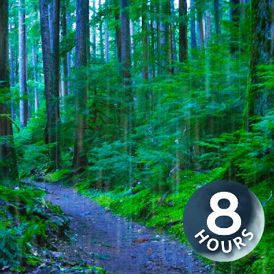 Schlafen, lernen oder Konzentration – mit Regengeräuschen im Wald (8 Stunden)