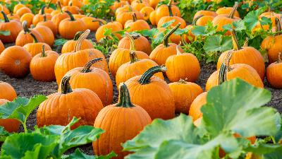 Pumpkin Production and R&D Pumpkin Production and R&D