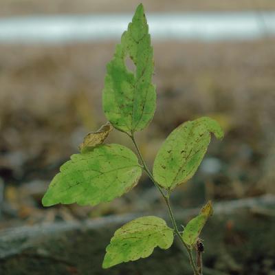 摇摇晃晃到秋天怀里去 摇摇晃晃到秋天怀里去