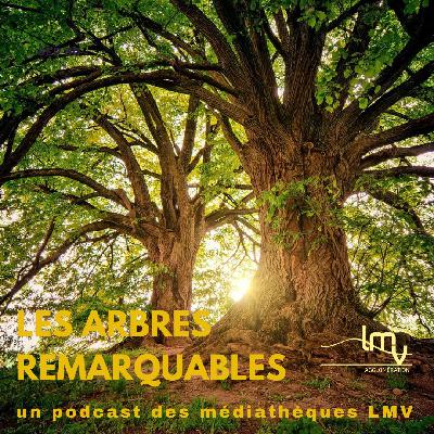 Les Ents, des arbres remarquables !
