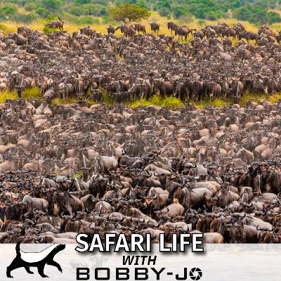 Ep17: Three Days of Tension in the Serengeti!