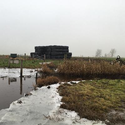 Wintergelûden Wintergelûden