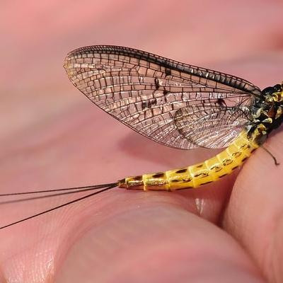 Looking back at Ken Whelan’s Nature On One documentary on mayflies