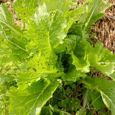 第78回 みんなの畑の近況報告 第78回 みんなの畑の近況報告