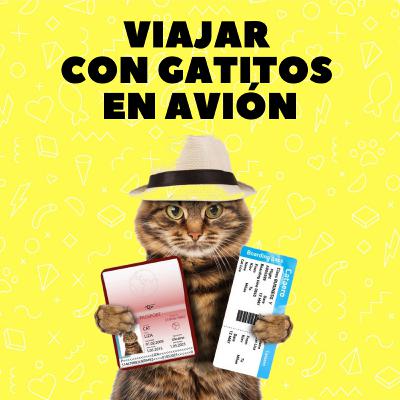 Viajar con gatitos en avión (Parte 1)