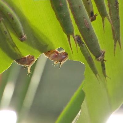 Schmatzen, brummen, telefonieren: So kommunizieren Insekten – Natur trifft Kunst