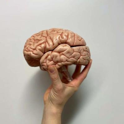 Liya Yu: Verletzliche Gehirne - Neuropolitik gegen gespaltene Gesellschaften?