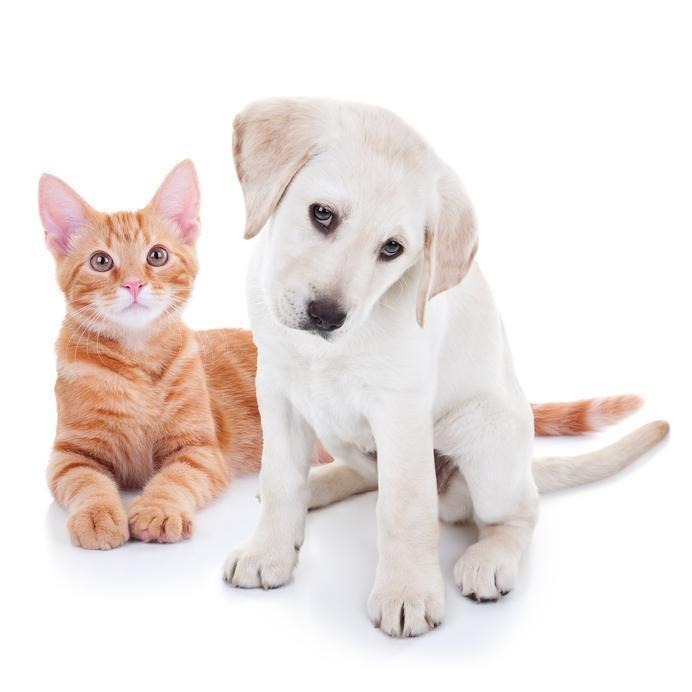 QTV Agosto contra Raiva- Mês do Cachorro Louco