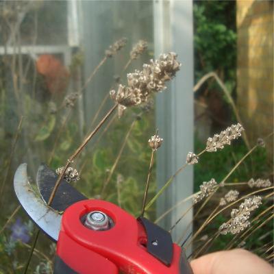 Deadheading: It Keeps the Color Coming