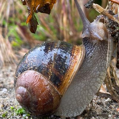 Word of the week - Parasite part 1