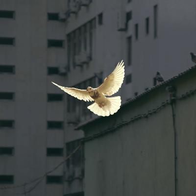 28 maio 2023 - Solenidade litúrgica do Pentecostes - Sl 103 (104)