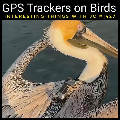 1427: "GPS Trackers on Birds"