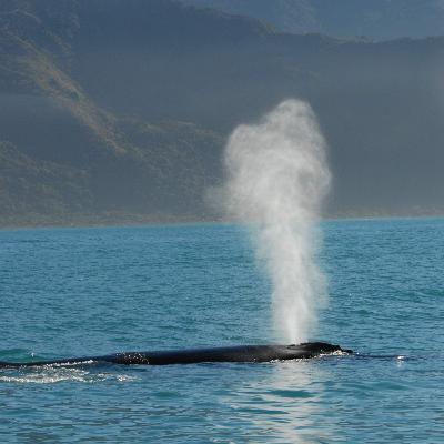 Why Drones Are Catching Whale Breaths