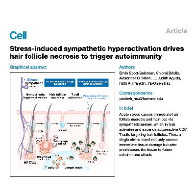 324-应激神经驱动毛囊自身免疫