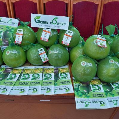 Tin trong nước - Bưởi: loại trái cây thứ 6 của Việt Nam xuất khẩu vào thị trường Australia Tin trong nước - Bưởi: loại trái cây thứ 6 của Việt Nam xuất khẩu vào thị trường Australia