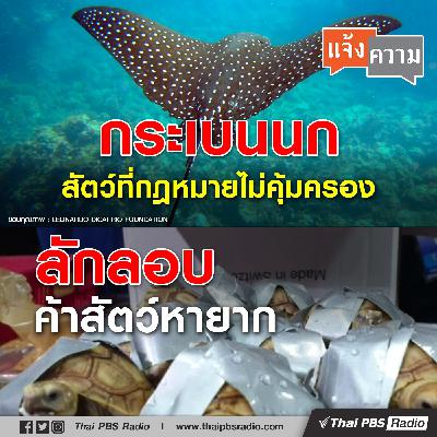 บริโภคปลากระเบนนก / ลักลอบขนเต่าหายากที่ฟิลิปปินส์