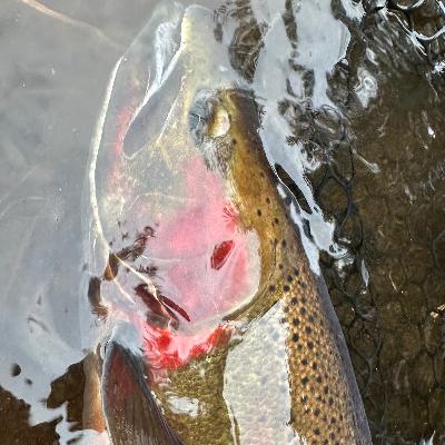 Episode 481 - Tracking steelhead
