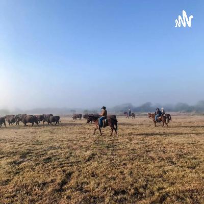 Podcast / Eletiva - Mundo e Mercado do Cavalo Quarto de Milha