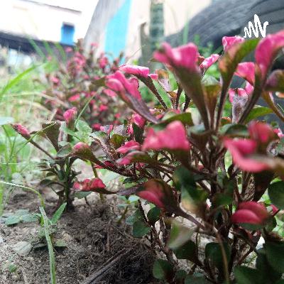 SILUET