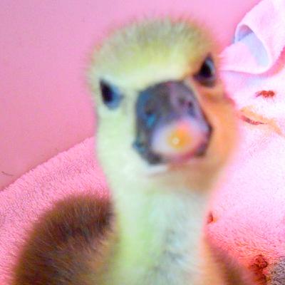 Episode 22 - Letting Go of Your Adult Children Episode 22 - Letting Go of Your Adult Children