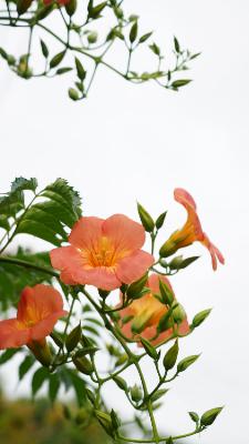 素直になれたら(オリジナル曲) from Radiotalk 素直になれたら(オリジナル曲) from Radiotalk