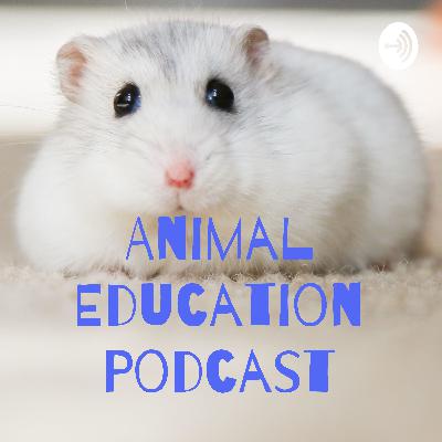 how to care for pet mice!
