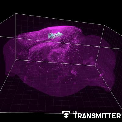 Astrocyte networks span large swaths of brain