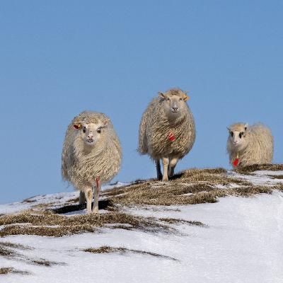 Nýggj gransking: Fyrstu seyðirnir komu til Føroya um ár 500