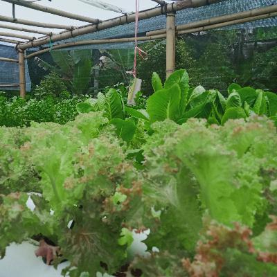 Salad Hidroponik
