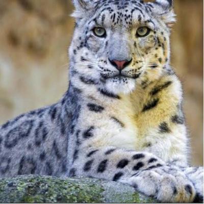 Snow Leopards