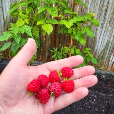 #SE02EP24 Fruit uit eigen tuin | Mijn fotoverhaal
