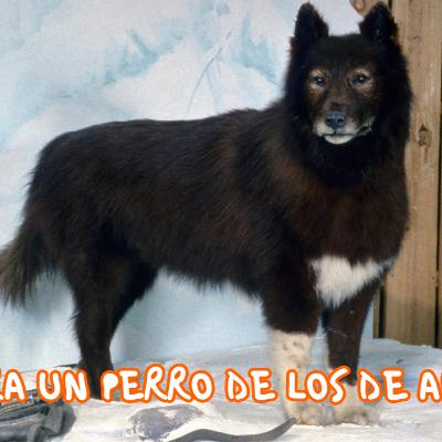 Balto si era un perro de los de antes