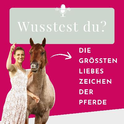 Liebt mich mein Pferd? 7 ehrliche Zeichen echter Verbindung Liebt mich mein Pferd? 7 ehrliche Zeichen echter Verbindung