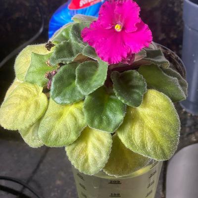 Chá da Literatura Espírita com Seline